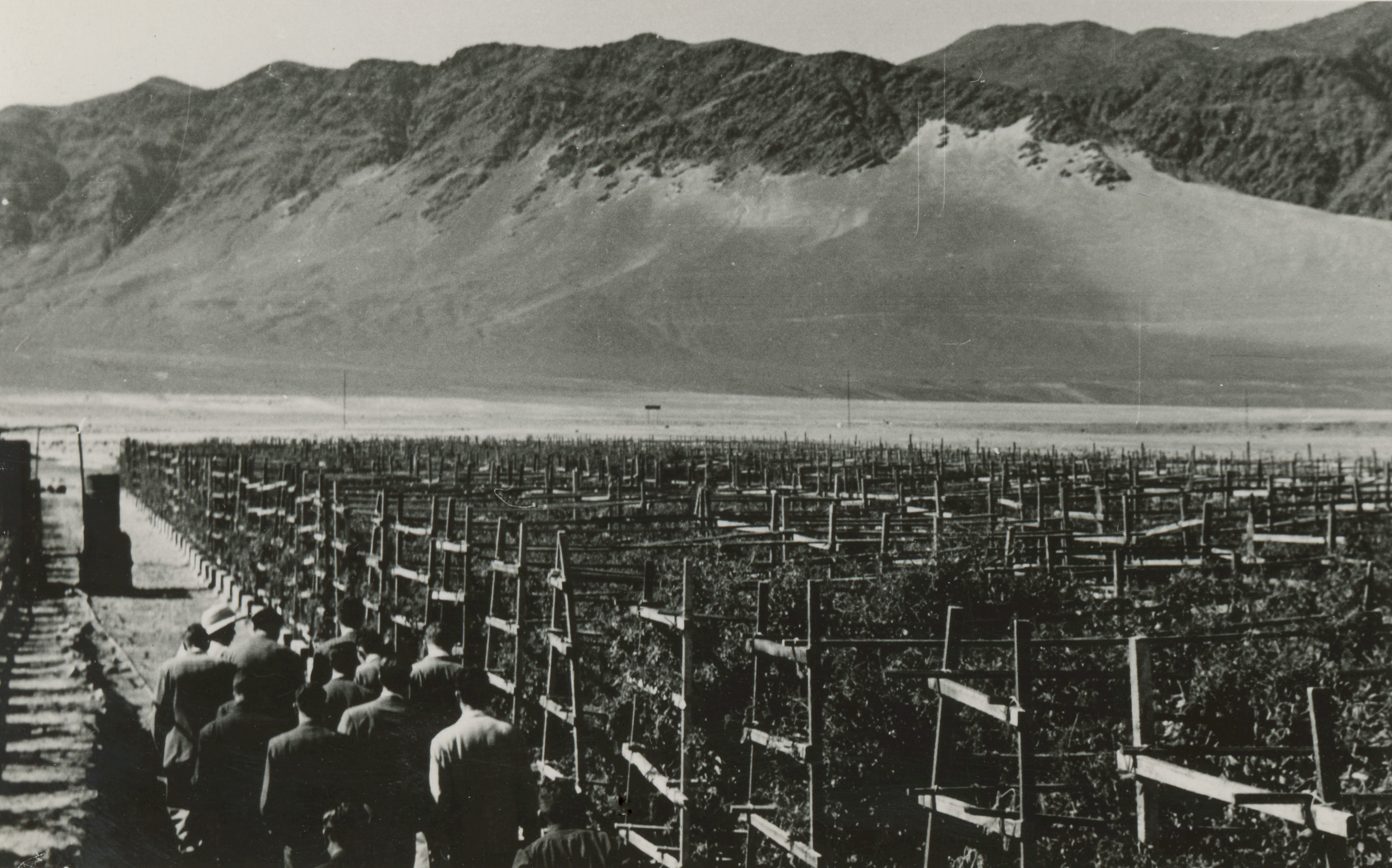Plantación en las cercanías de Antofagasta, 1950