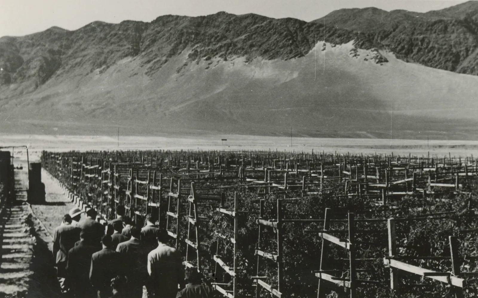 Plantación en las cercanías de Antofagasta, 1950