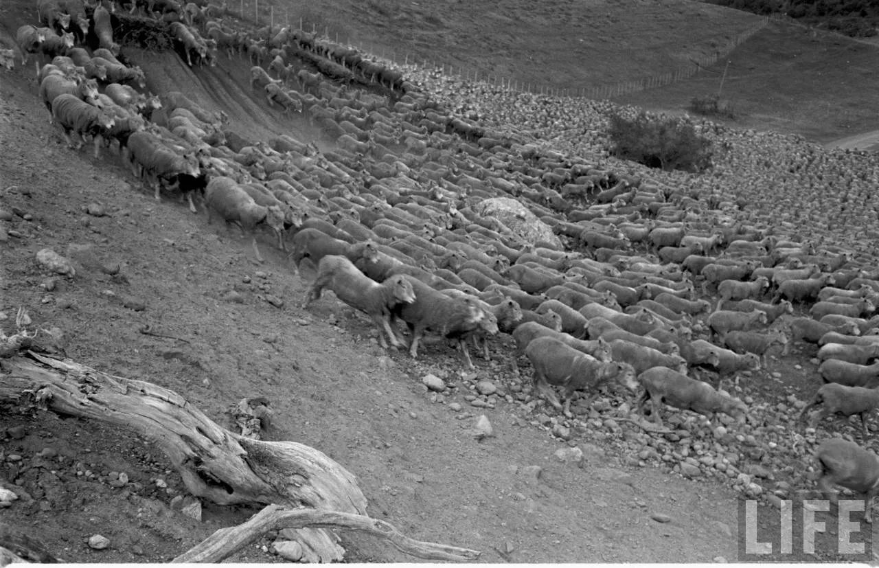 Ovejas en la Patagonia, 1950