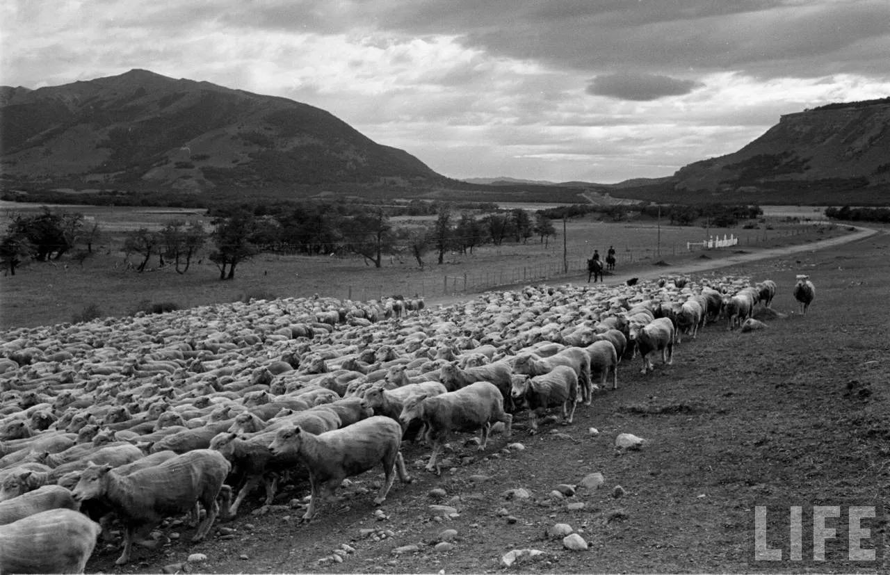 Ovejas en la Patagonia, 1950