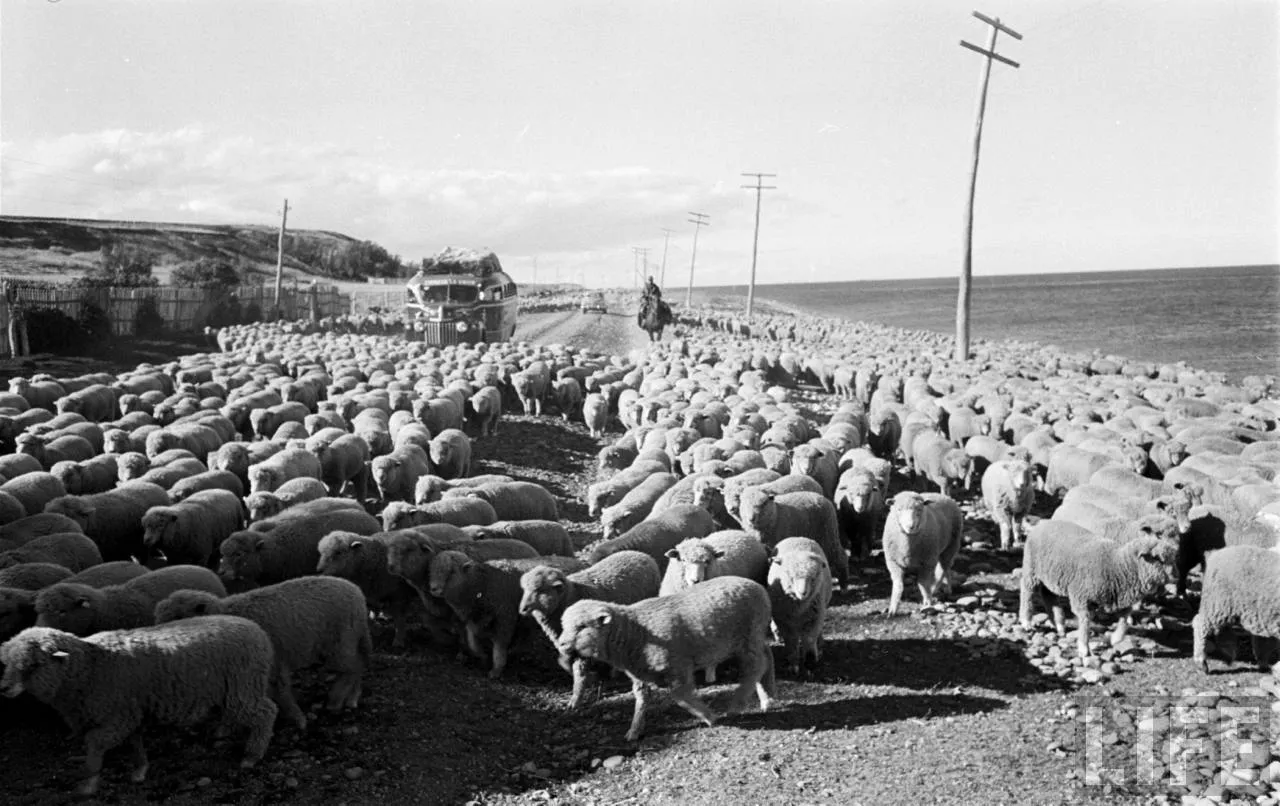 Ovejas en la Patagonia, 1950