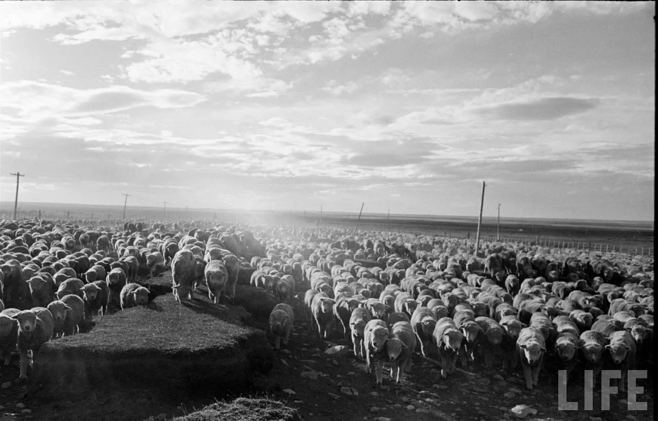 Ovejas en la Patagonia, 1950