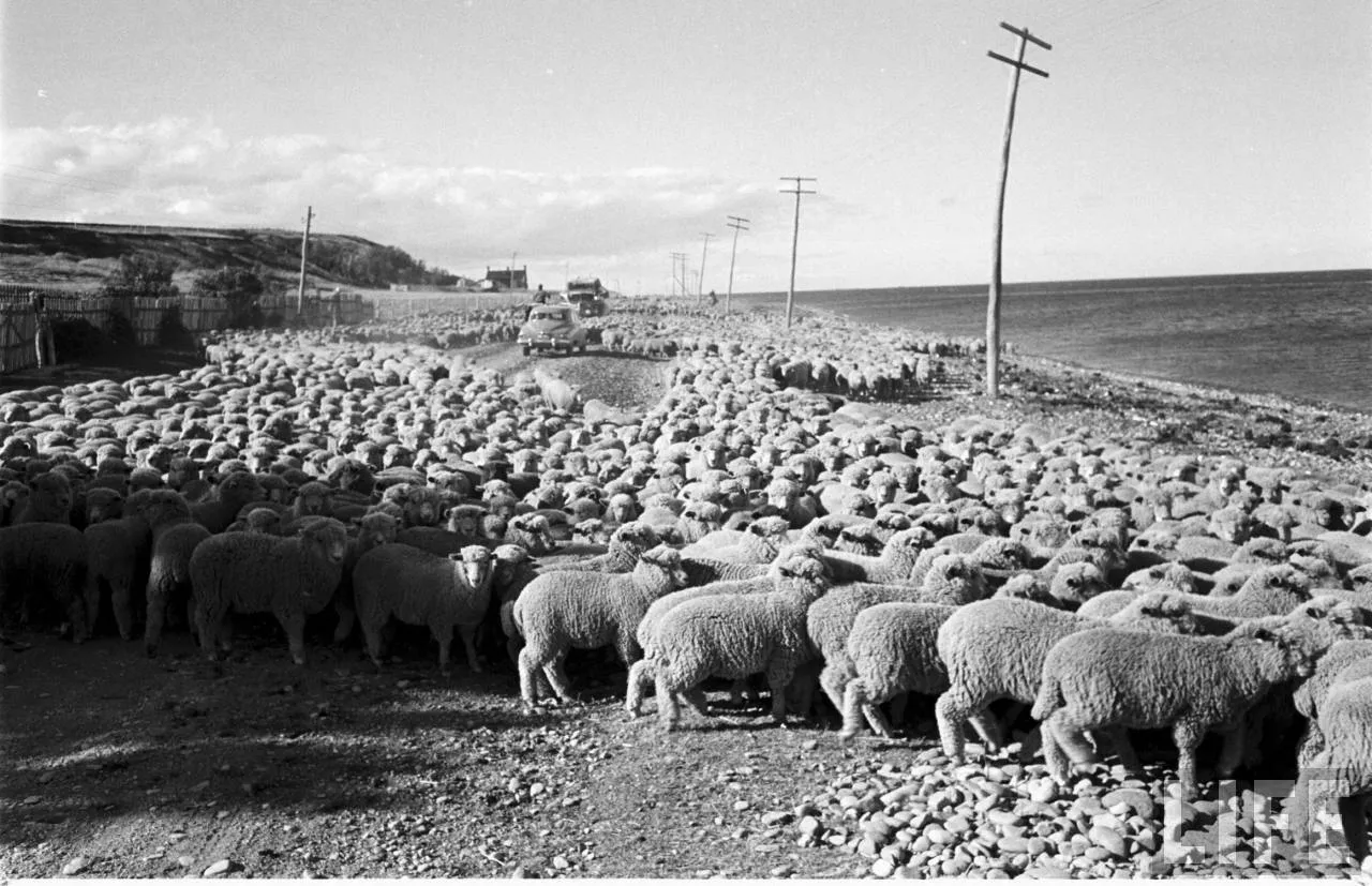 Ovejas en la Patagonia, 1950