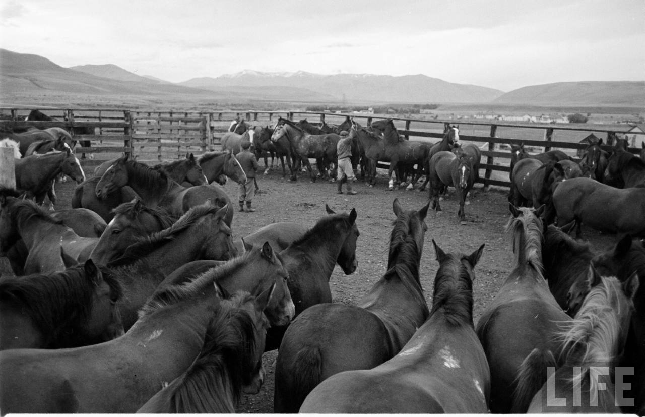 Caballos en la Patagonia, 1950