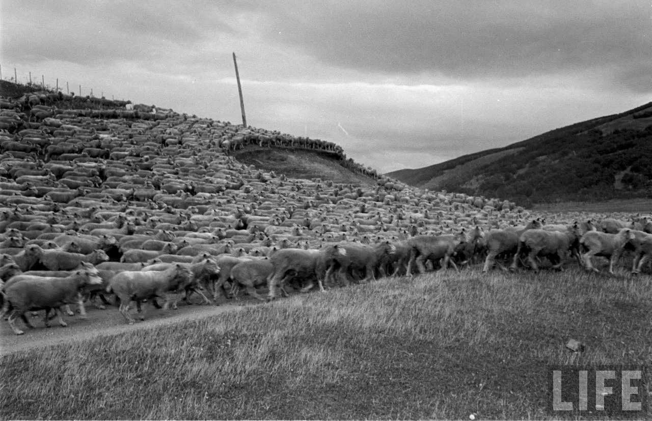 Ovejas en la Patagonia, 1950