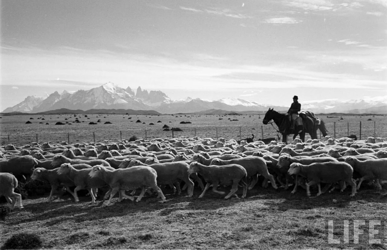 Gaucho en la Patagonia, 1950