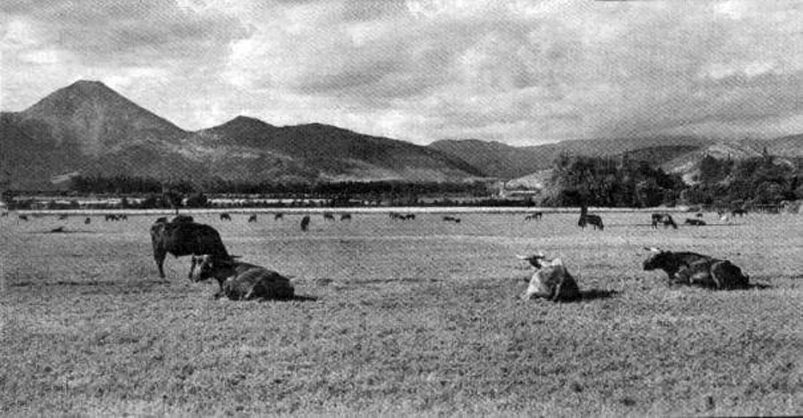 Vacas en el sector oriente de Santiago en 1930