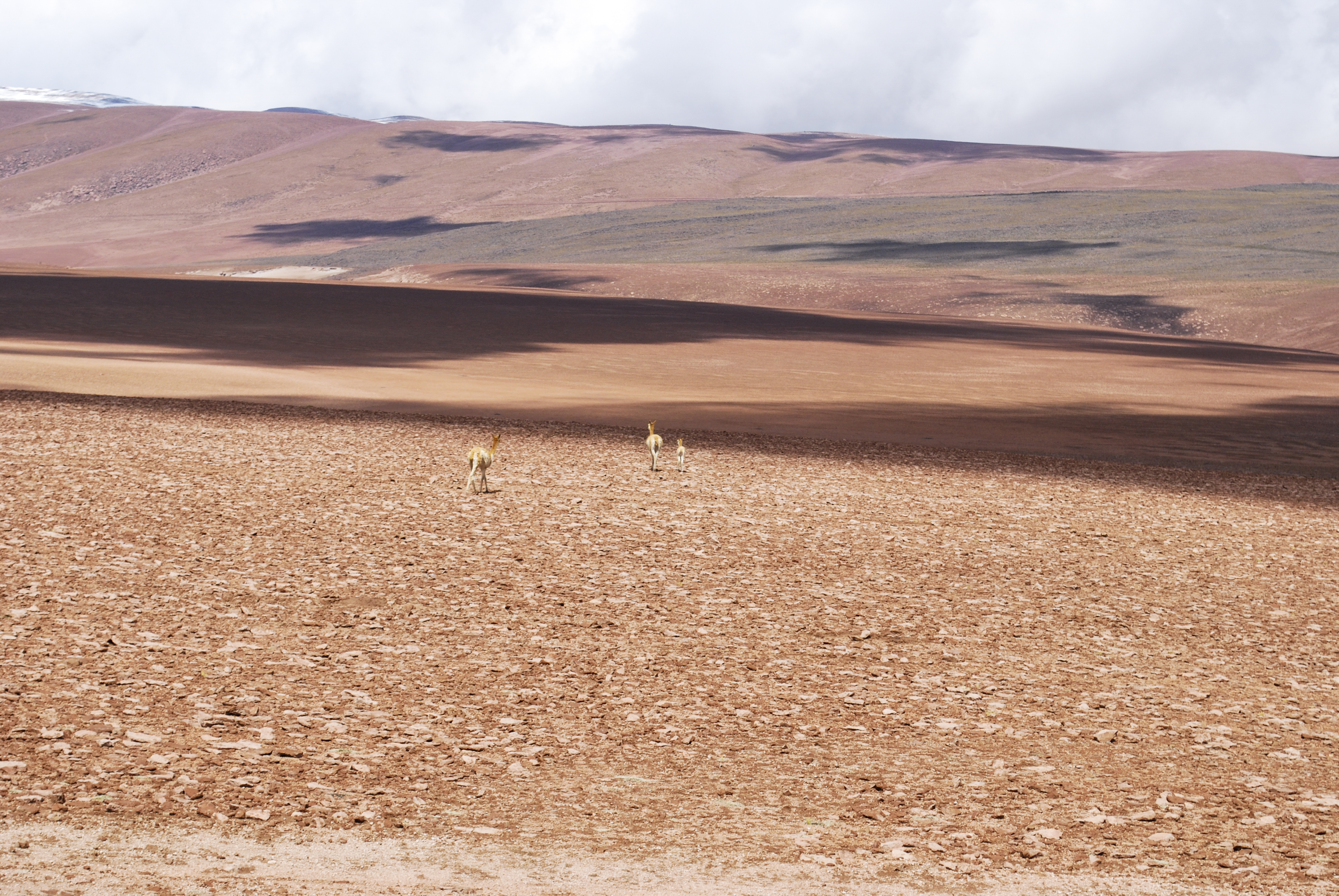 Vicuñas en su desierto, 1998