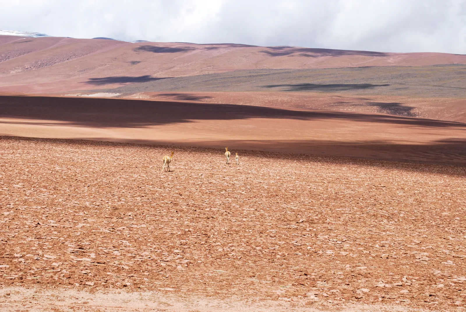 Vicuñas en su desierto, 1998