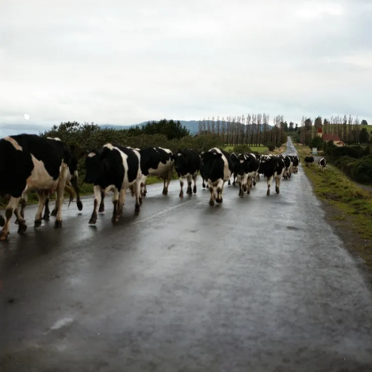 Camino a orillas del Lago Llanquihue, 1992