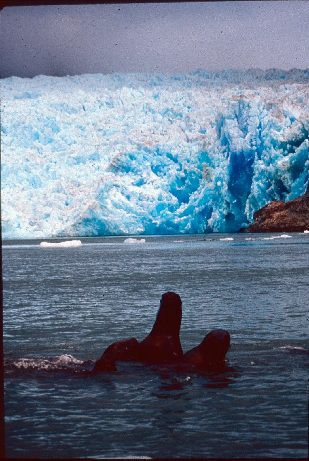 Glaciar y Lobos de mar en los 90s