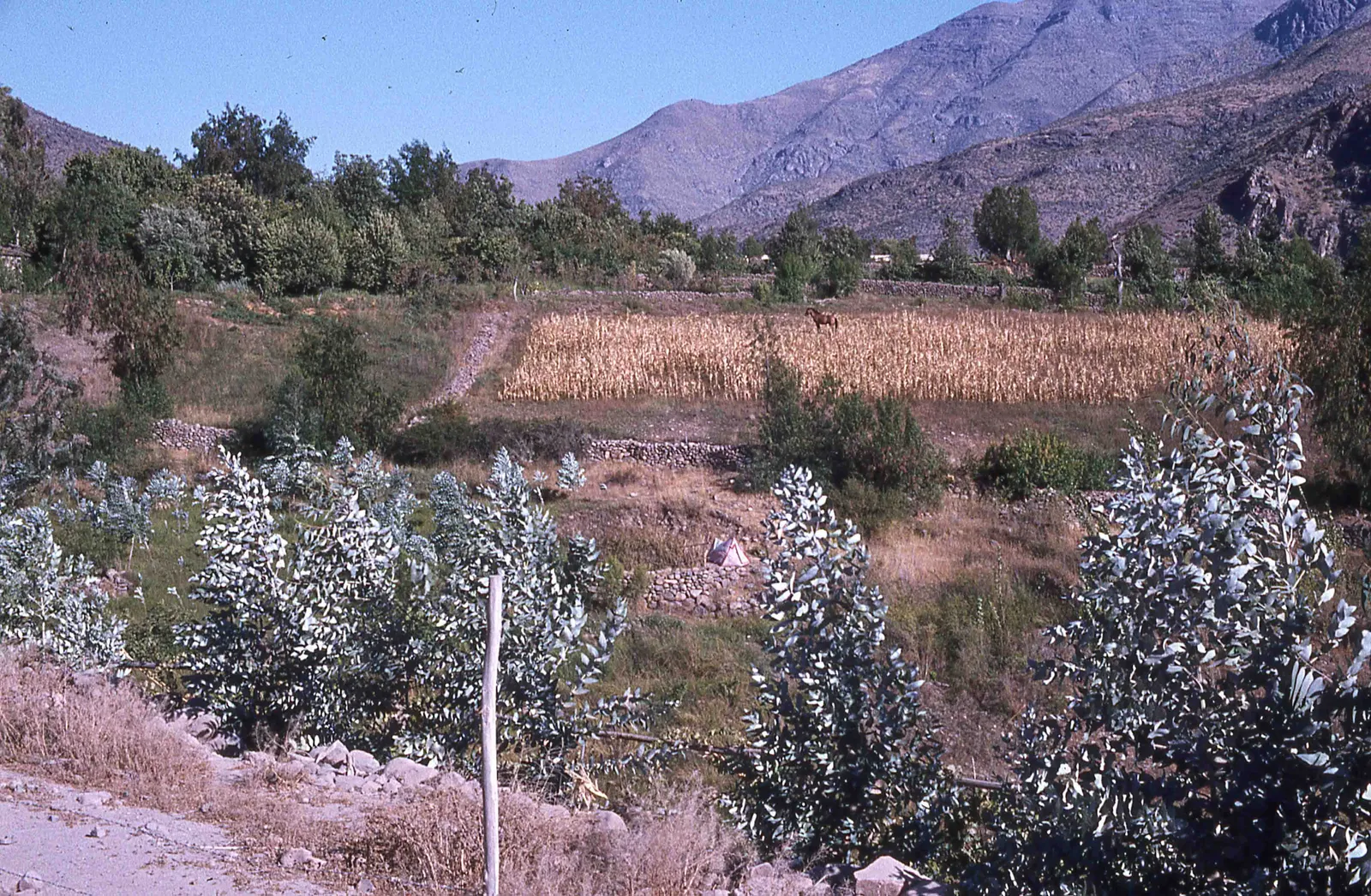 Pichasca en los años 70s