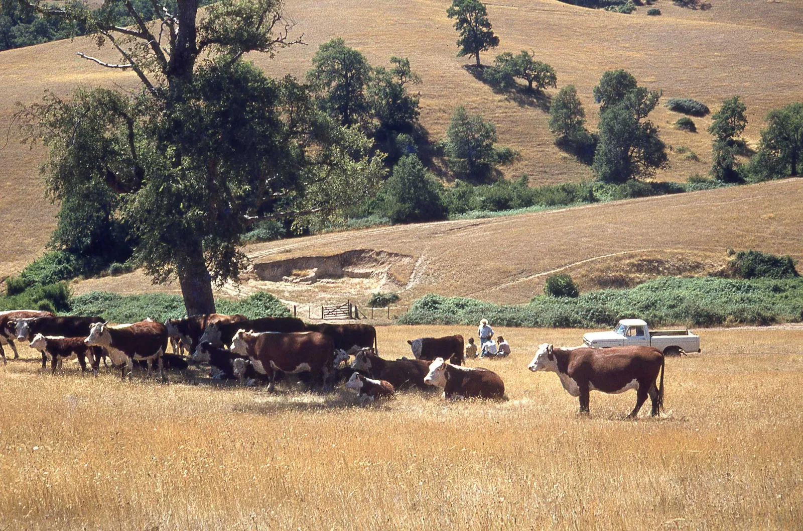 Campo en el sur de Chile a finales de los 70