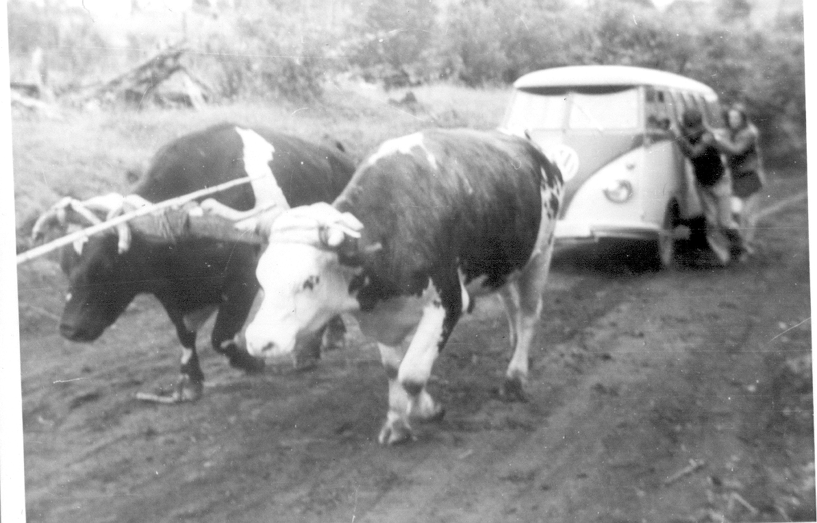 Camino Panguipulli-Calafquén en 1962