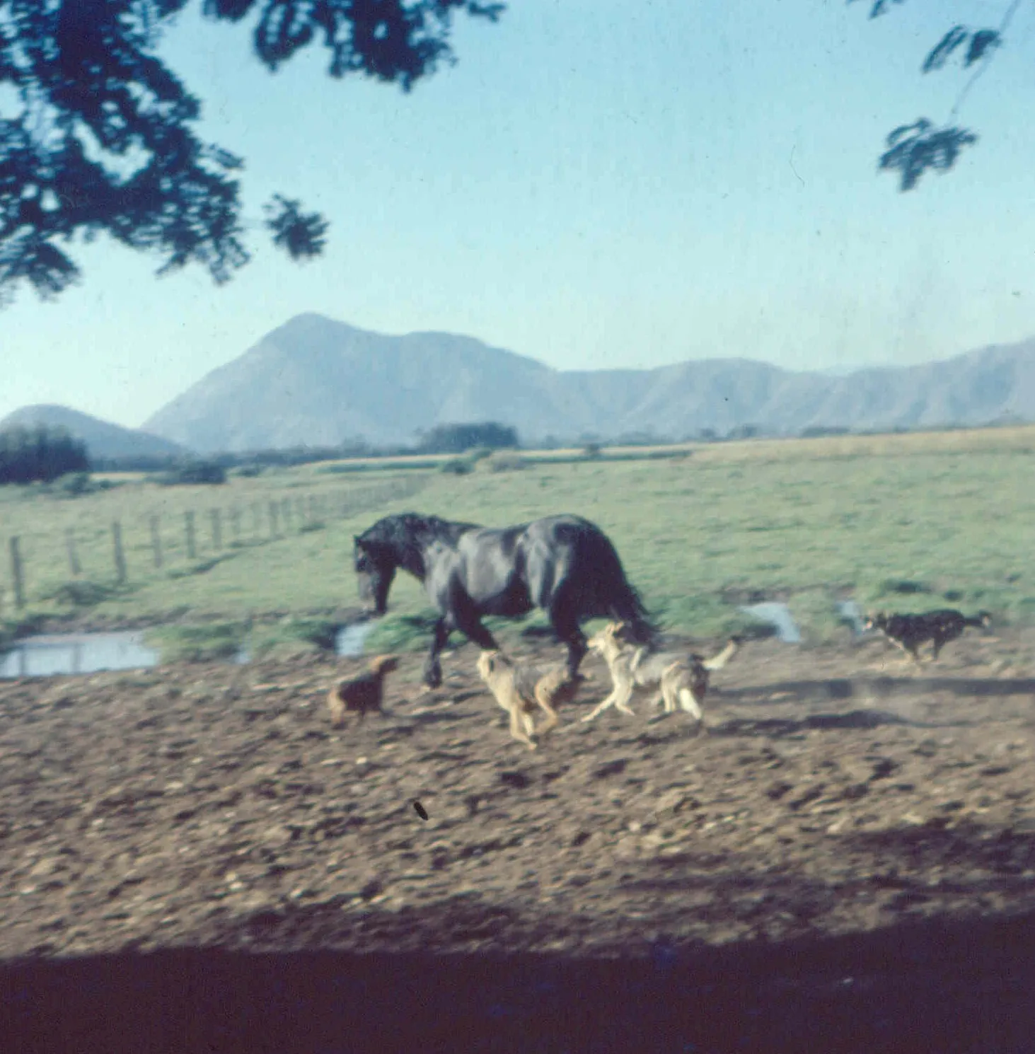 Fundo La Samuelina en 1956