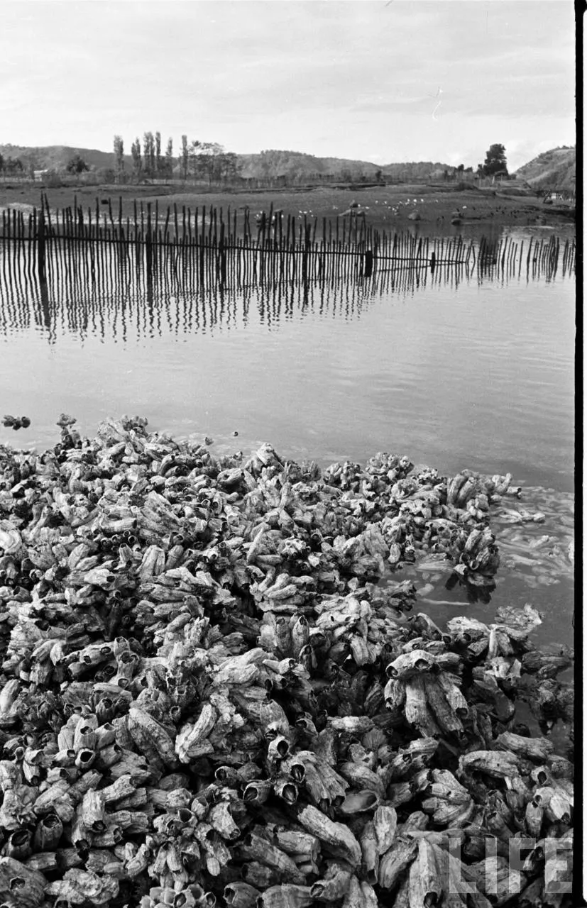 Cercos de pesca en cercanías de Dalcahue, Chiloé, 1950