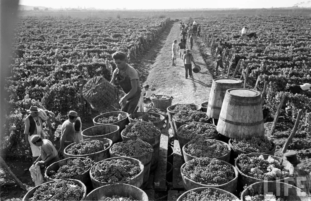 Vendimia en Zona Central, 1950