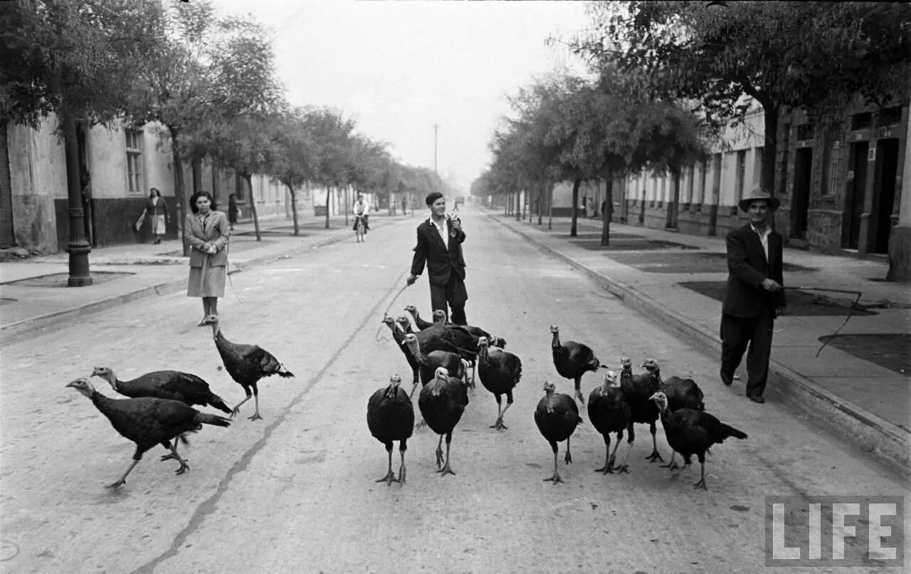 Vendedor de pavos en Barrio República, 1950