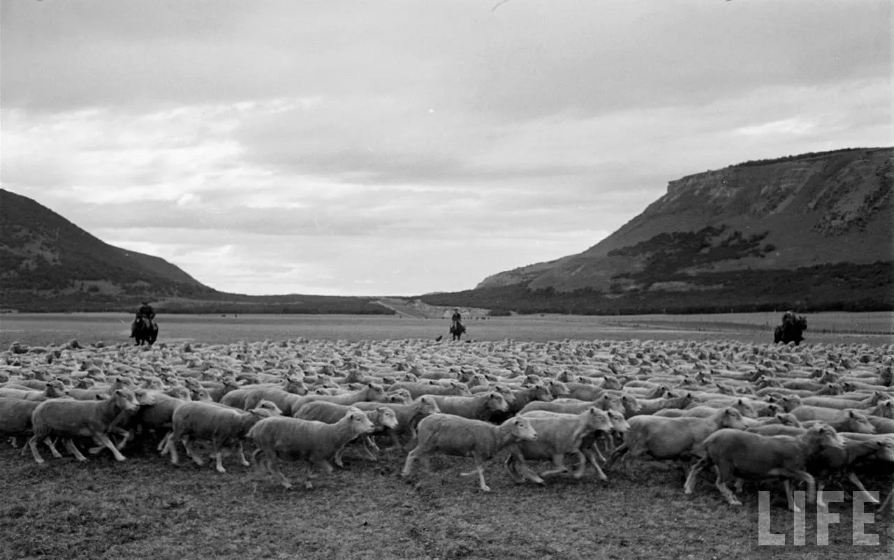 Gauchos trabajando con ovejas en la Patagonia, 1950