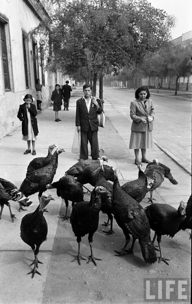 Vendedor de pavos en barrio República, 1950