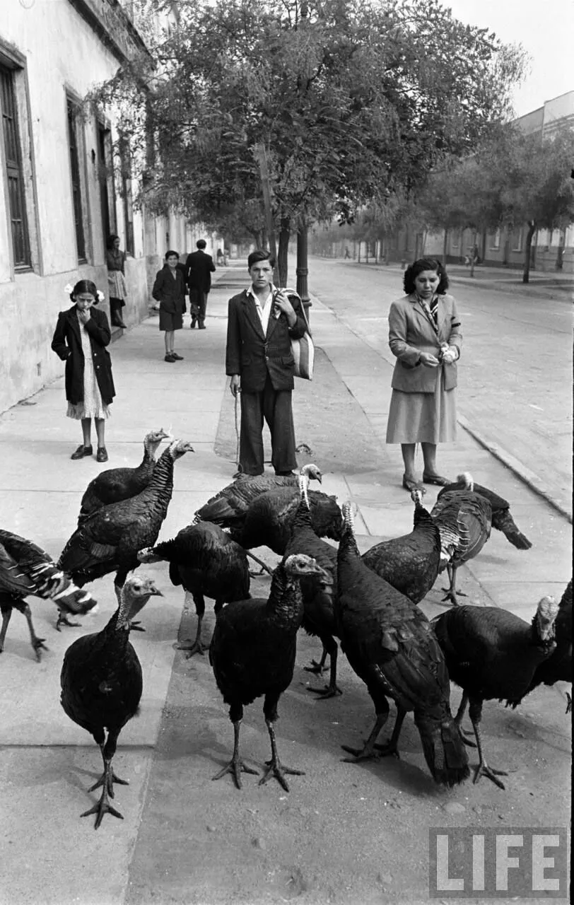 Vendedor de pavos en barrio República, 1950