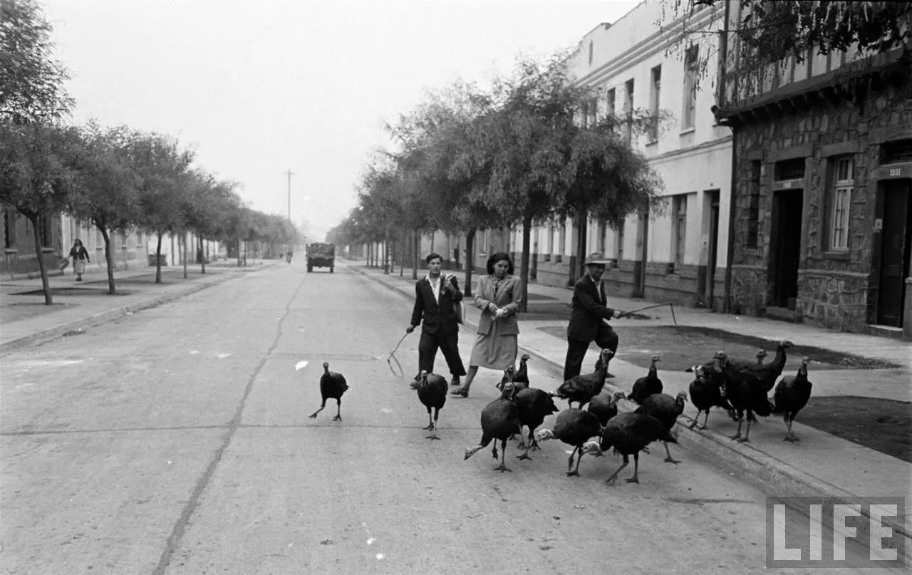 Vendedor de pavos en Barrio República, 1950