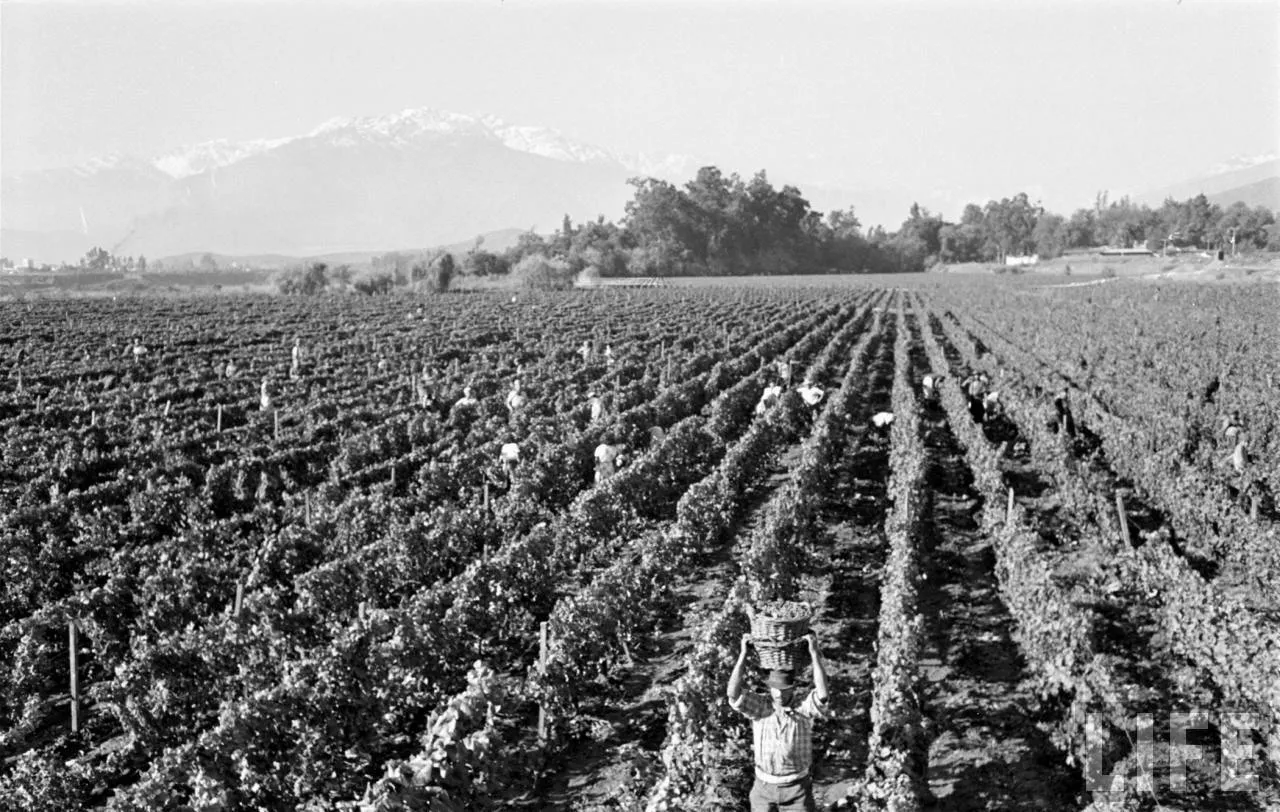 Vendimia en la zona central, 1950