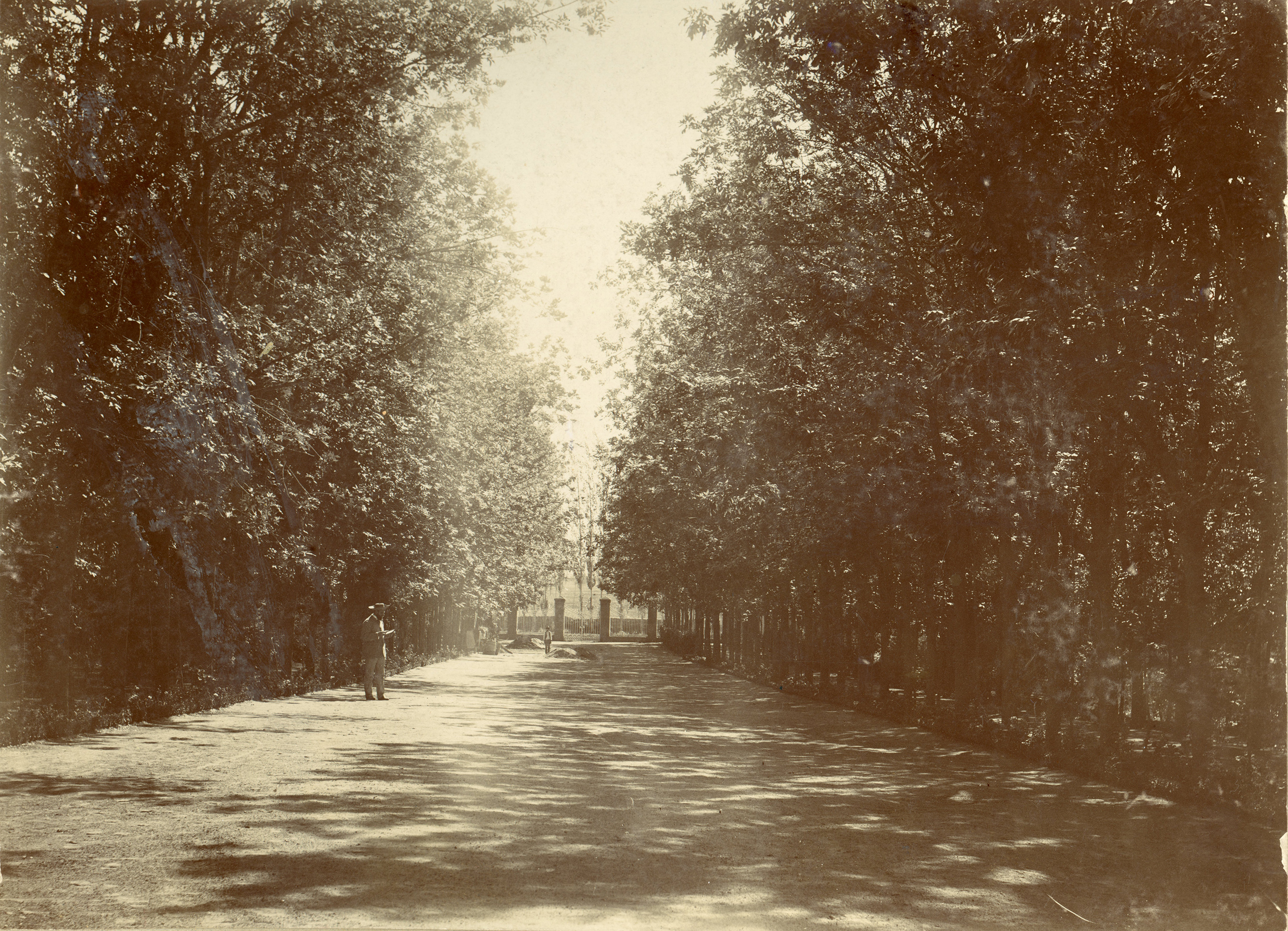 Arborización peatonal
