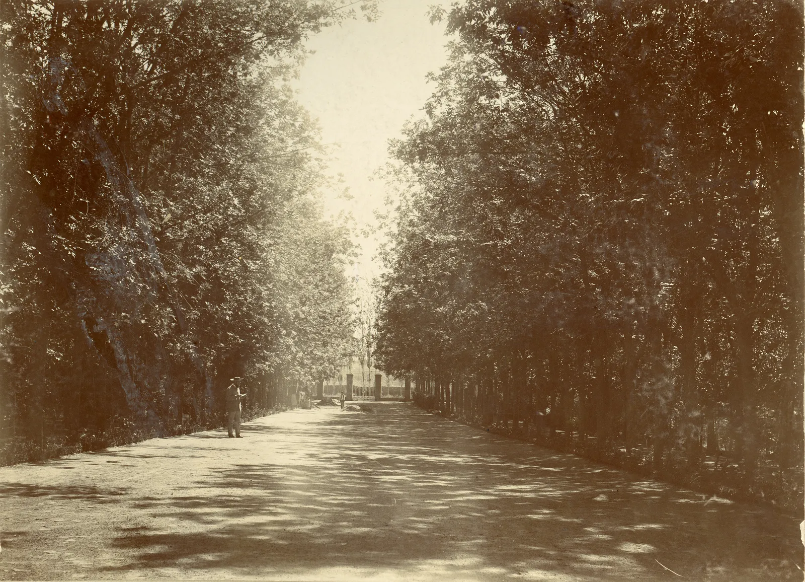 Arborización peatonal
