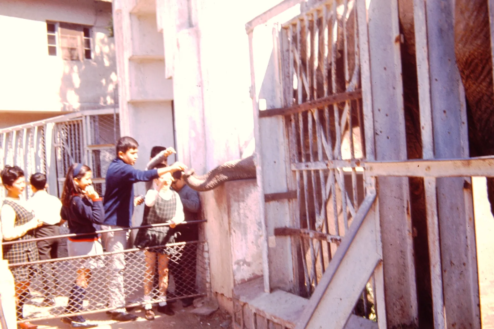 Visitando a la elefanta Fresia, 1971
