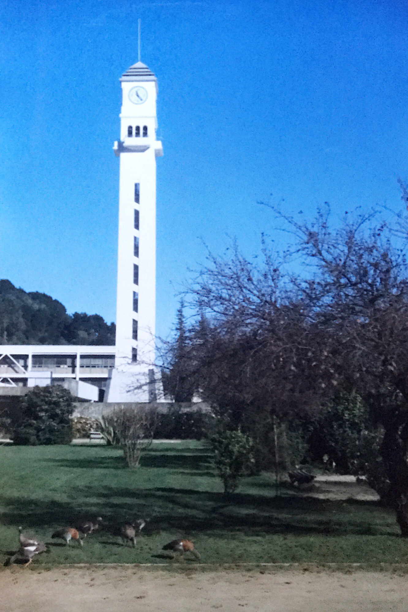 Torre de la UdeC en 1981