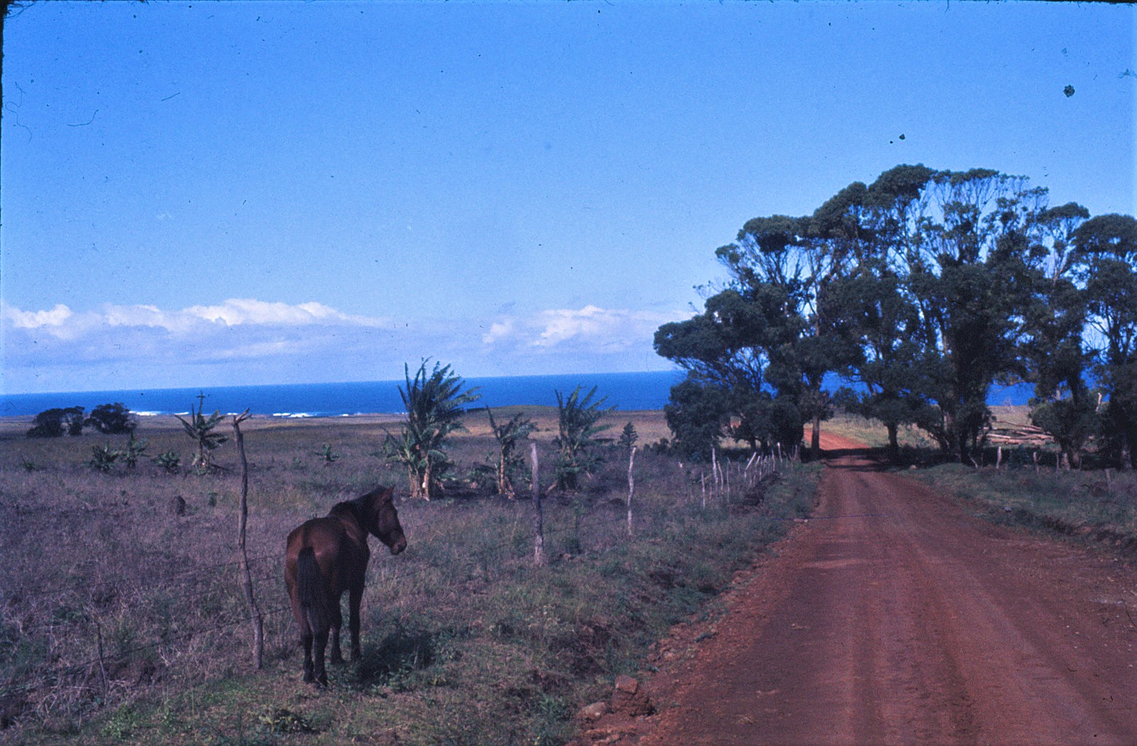Camino de Rapa Nui 1973