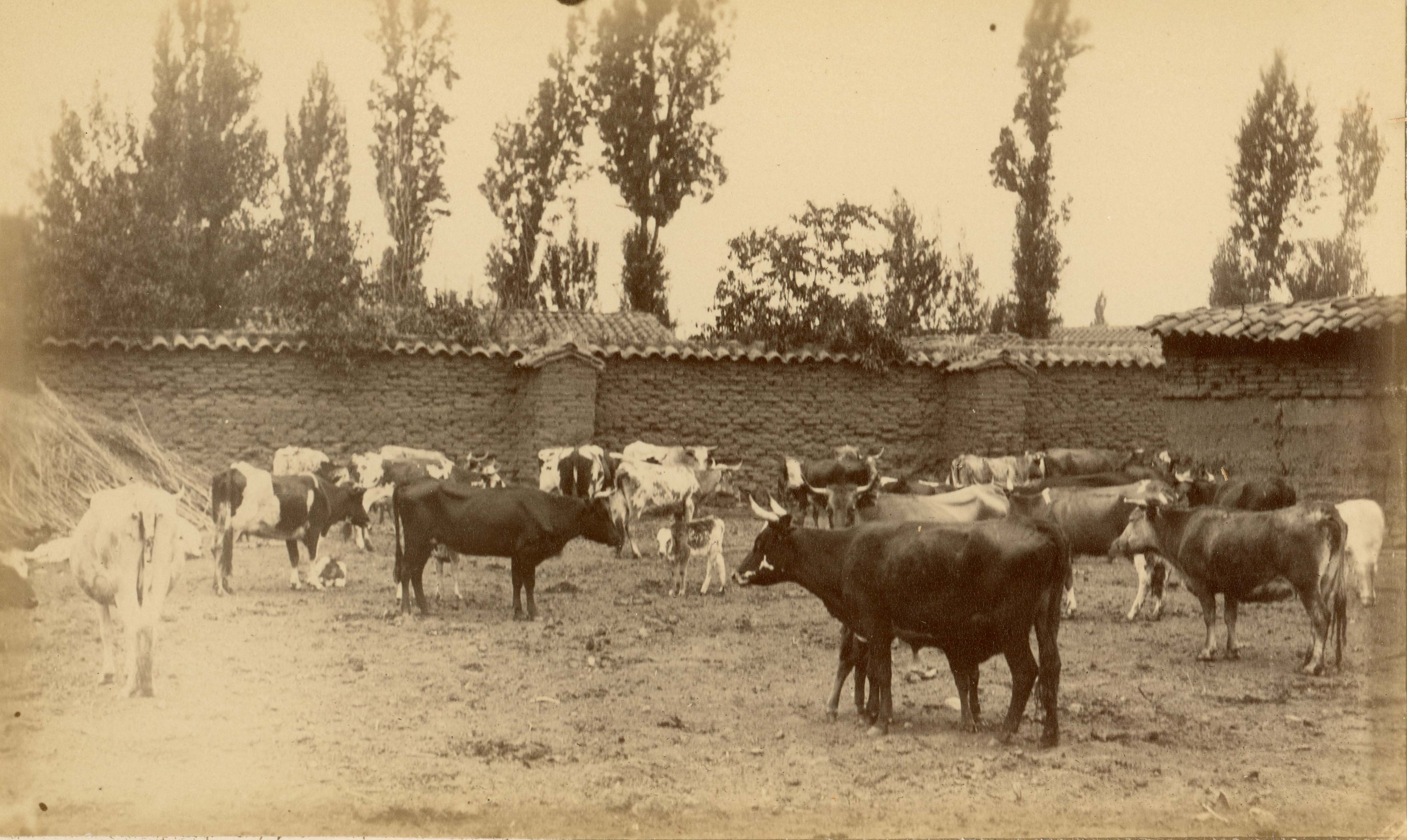 Animales en la zona central, 1888