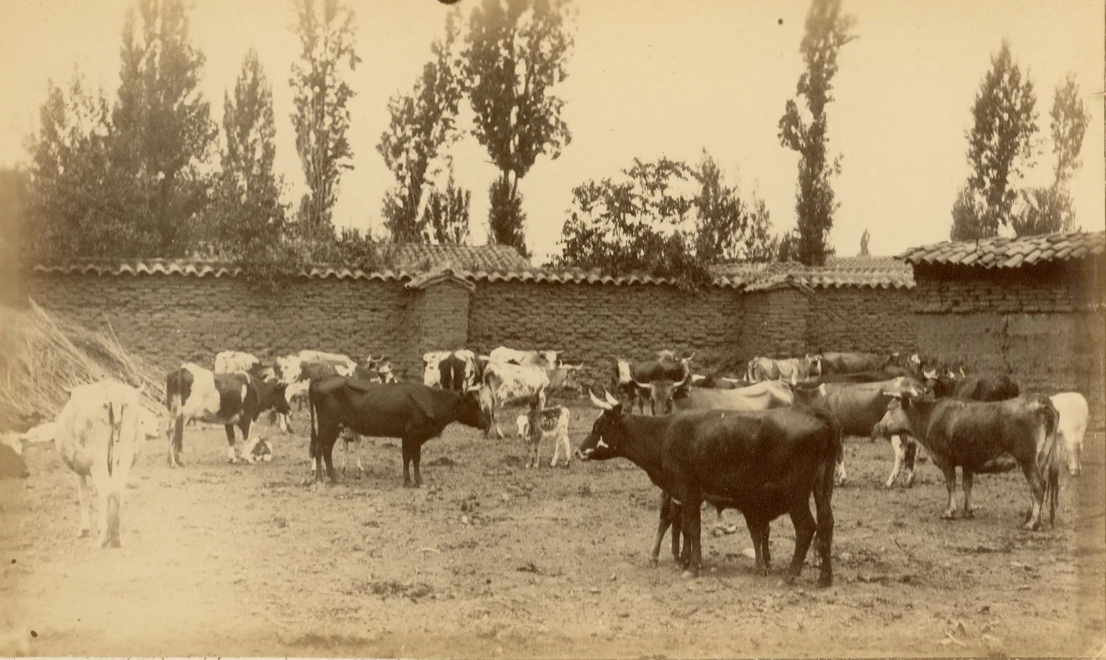 Animales en la zona central, 1888