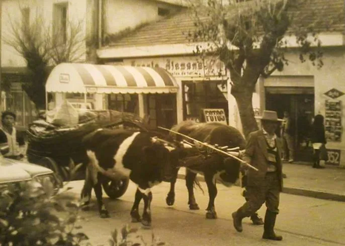 Carreta con bueyes en Cauquenes, 1986