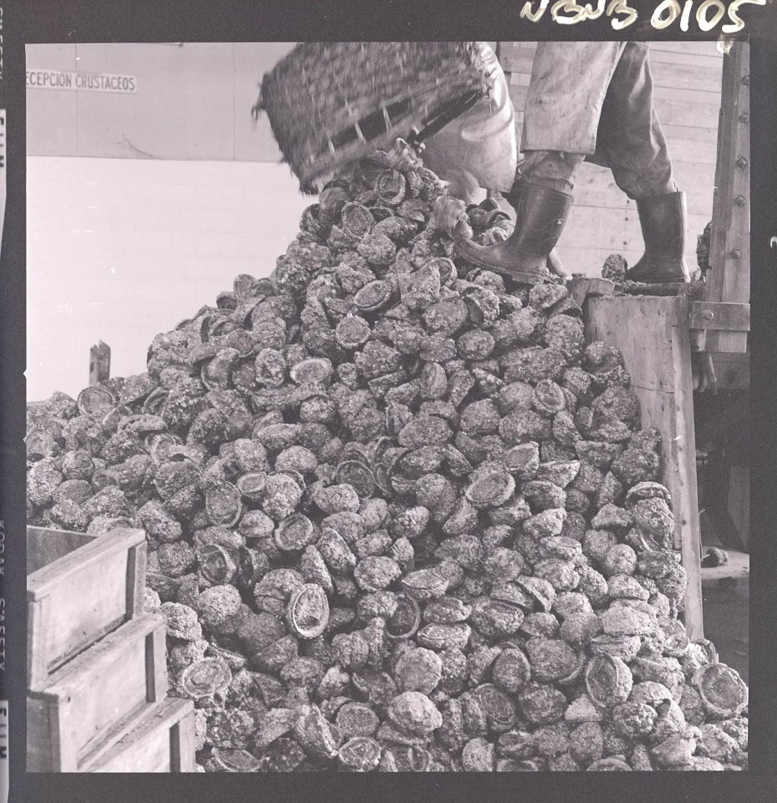 Descarga de locos en la planta Camelio de Coquimbo, 1976