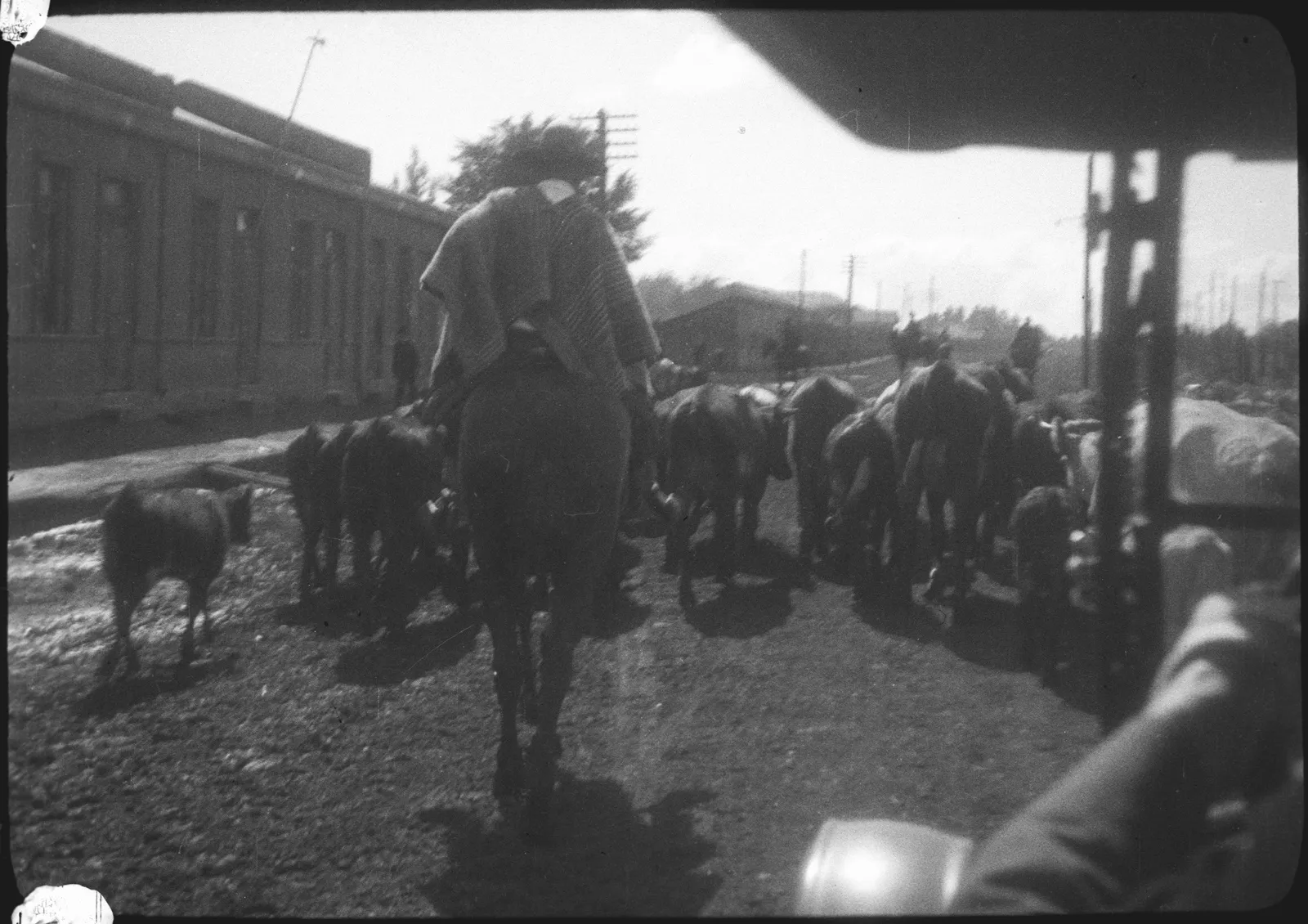 Hombre a caballo y rebaño de ganado, Araucanía, 1928