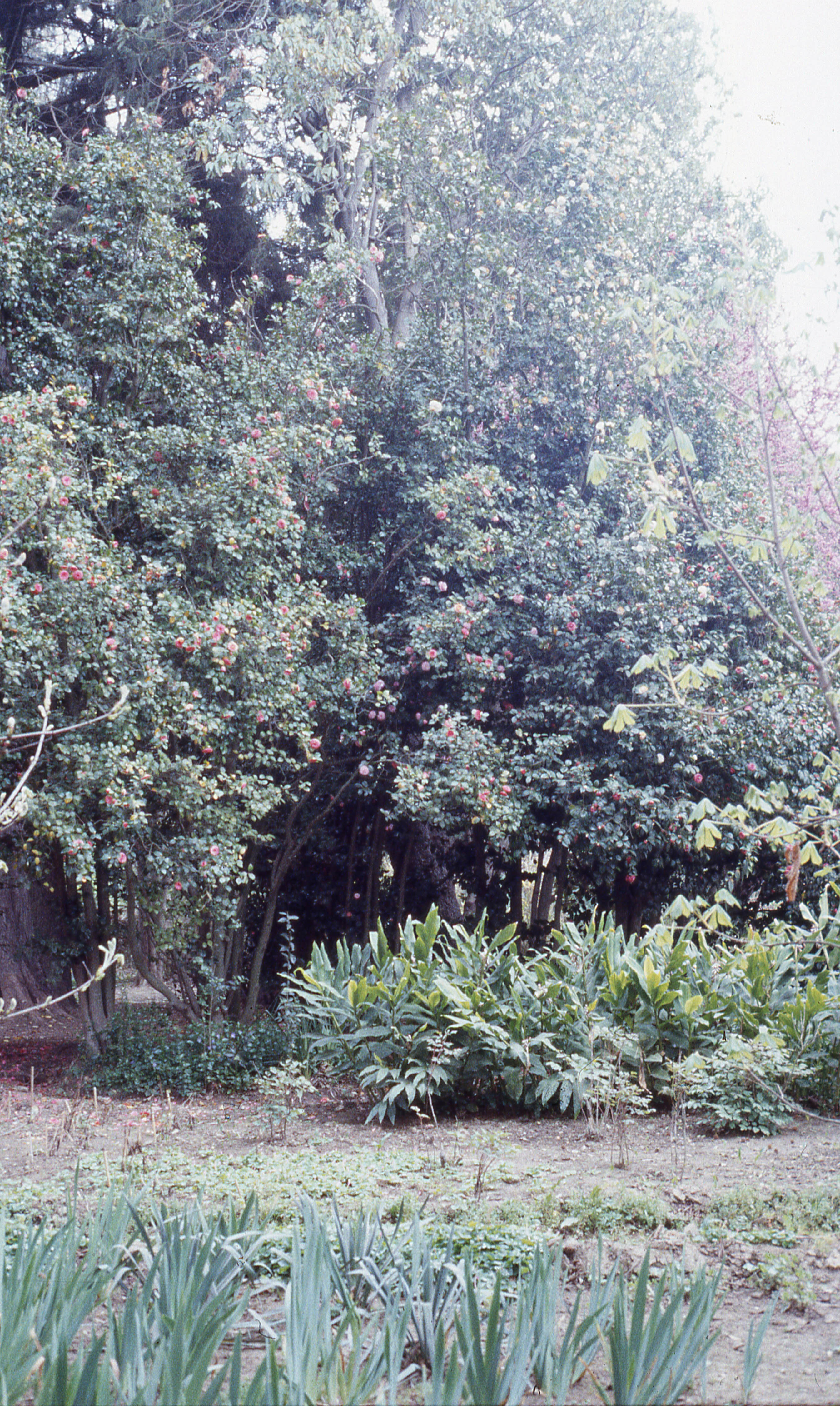 Parque Hacienda Graneros, 1983
