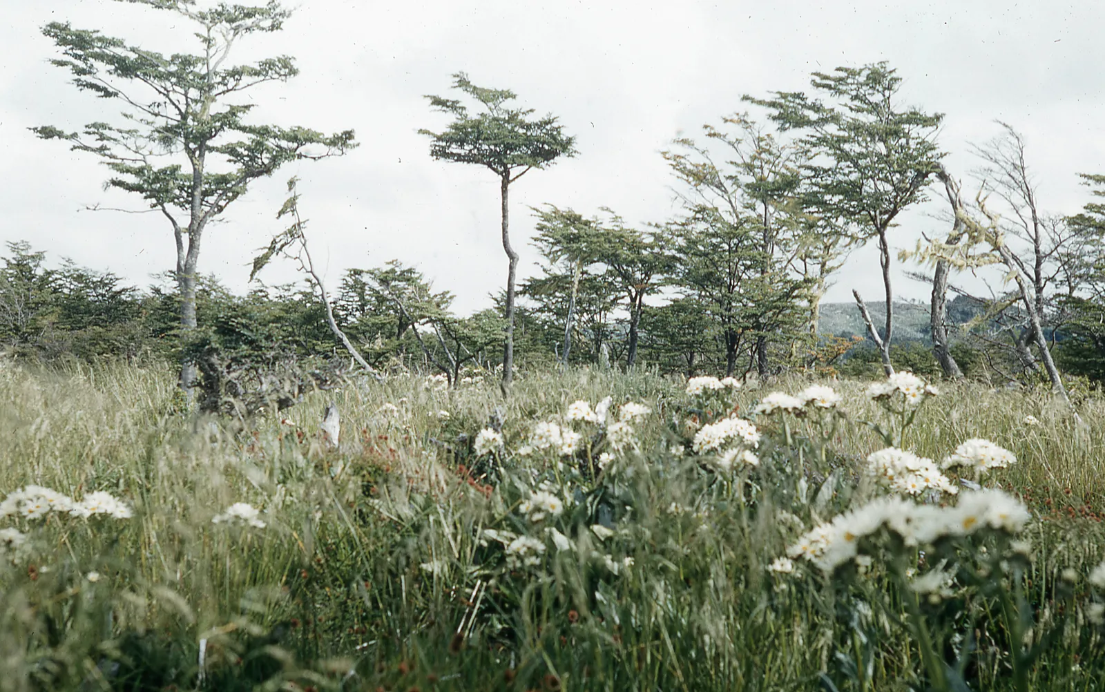 Patagonia en 1979