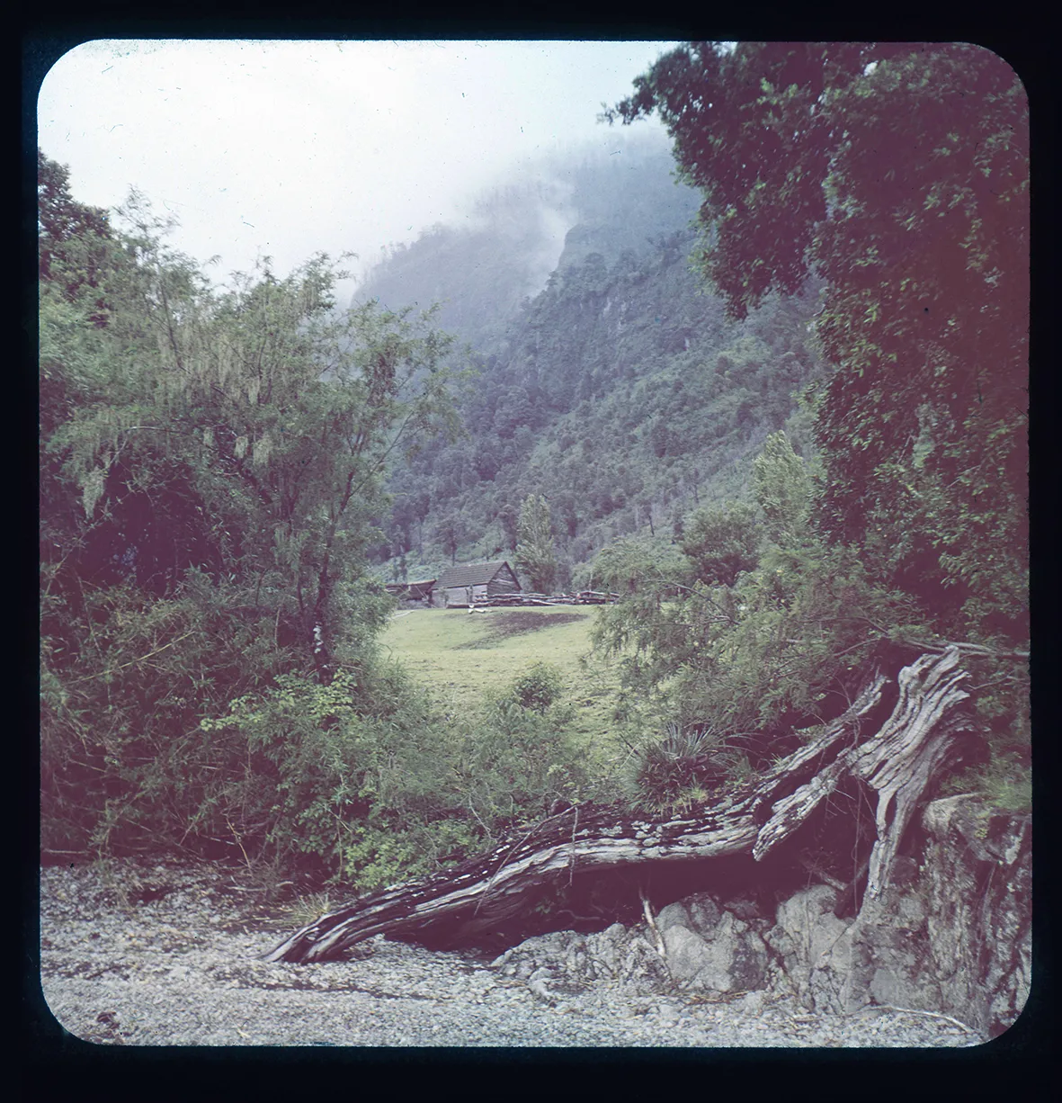 Bosque y laderas, Flor del Lago, Región de La Araucanía, Chile, 1950 - 1965