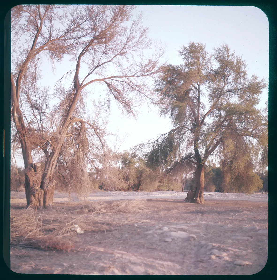 Tamarugos, Norte Grande de Chile, 1950 - 1965