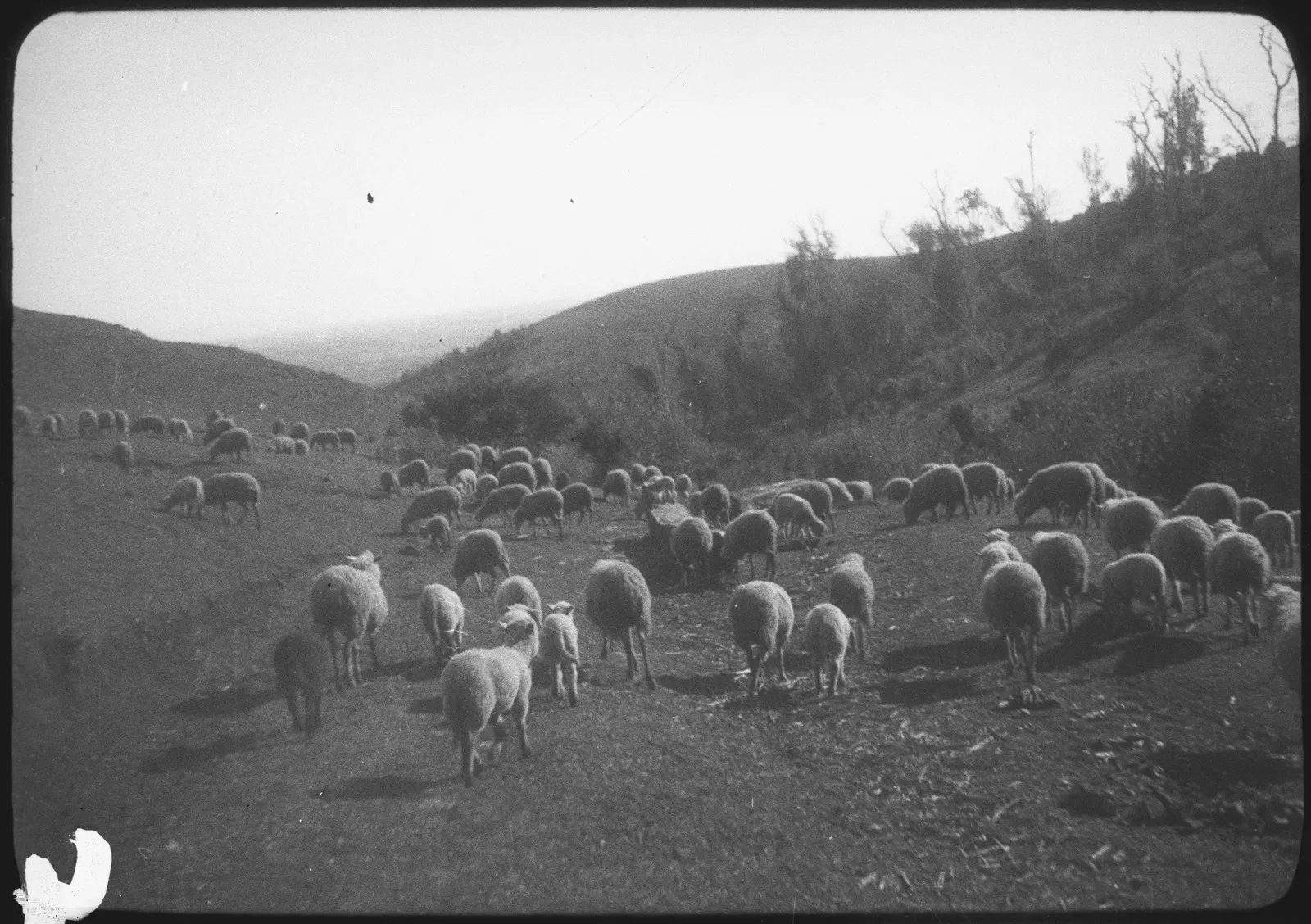 Rebaño de ovejas, Araucanía, 1928