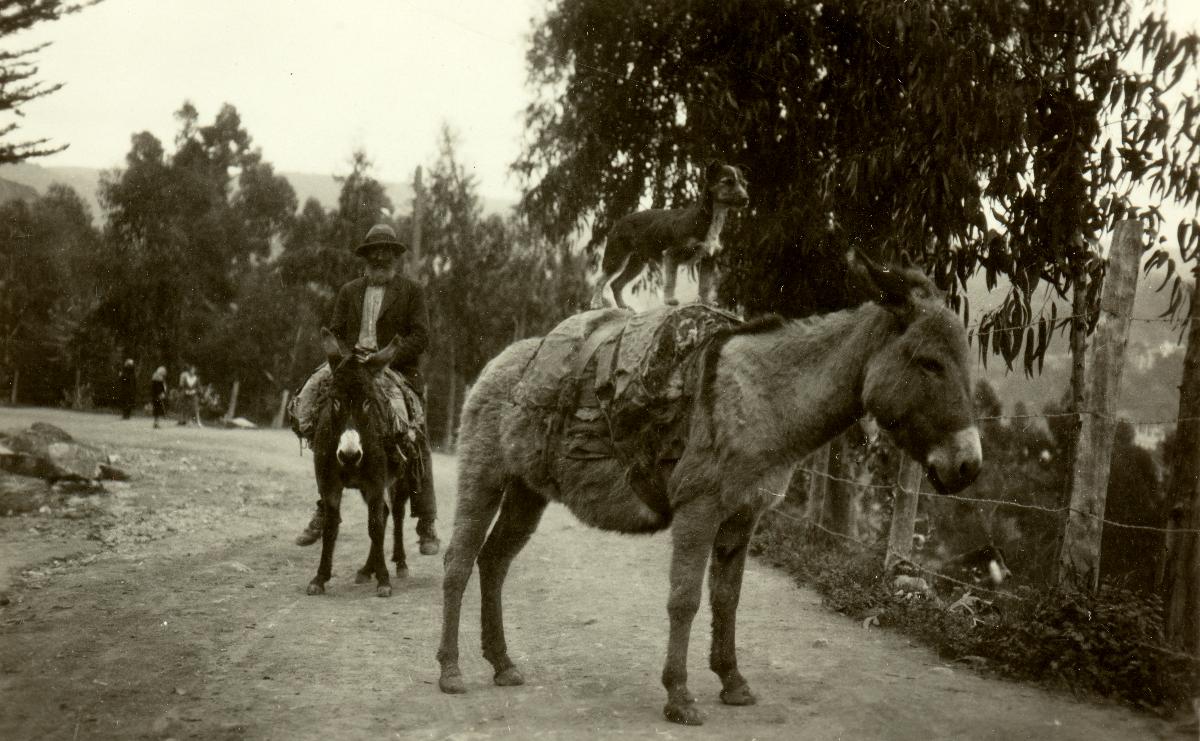 Valparaíso, hombre y perro viajando en dos mulas, 1930