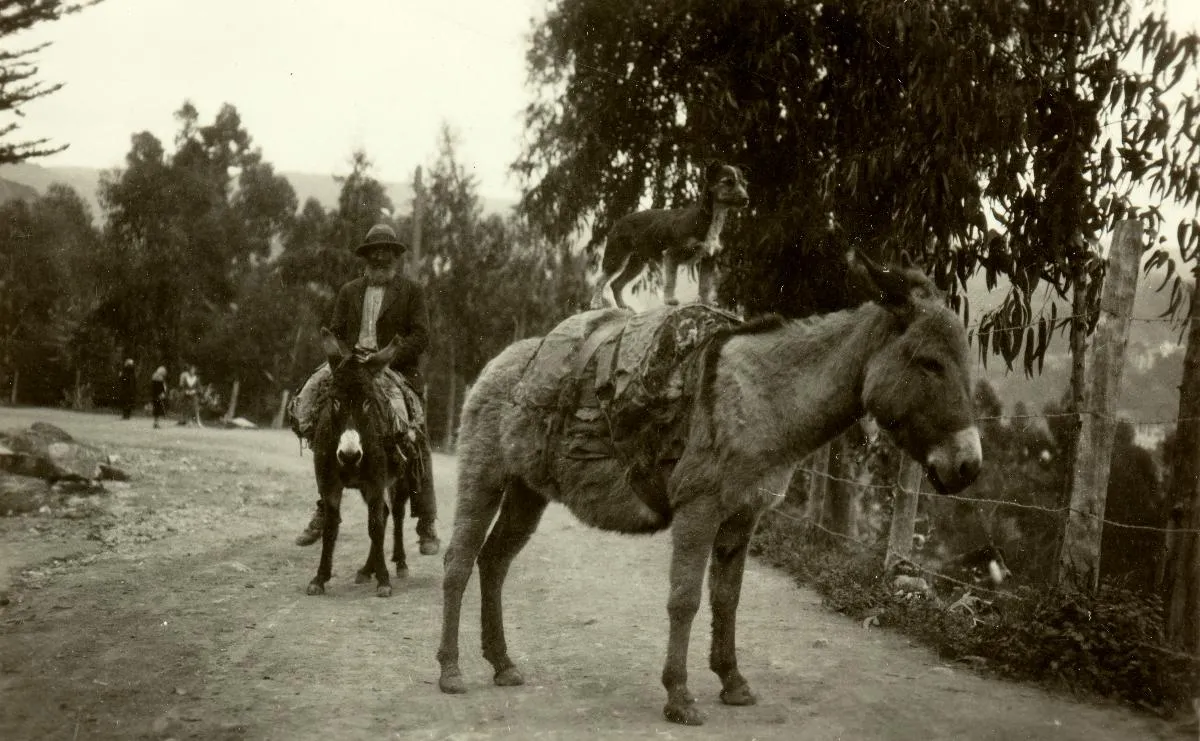 Valparaíso, hombre y perro viajando en dos mulas, 1930