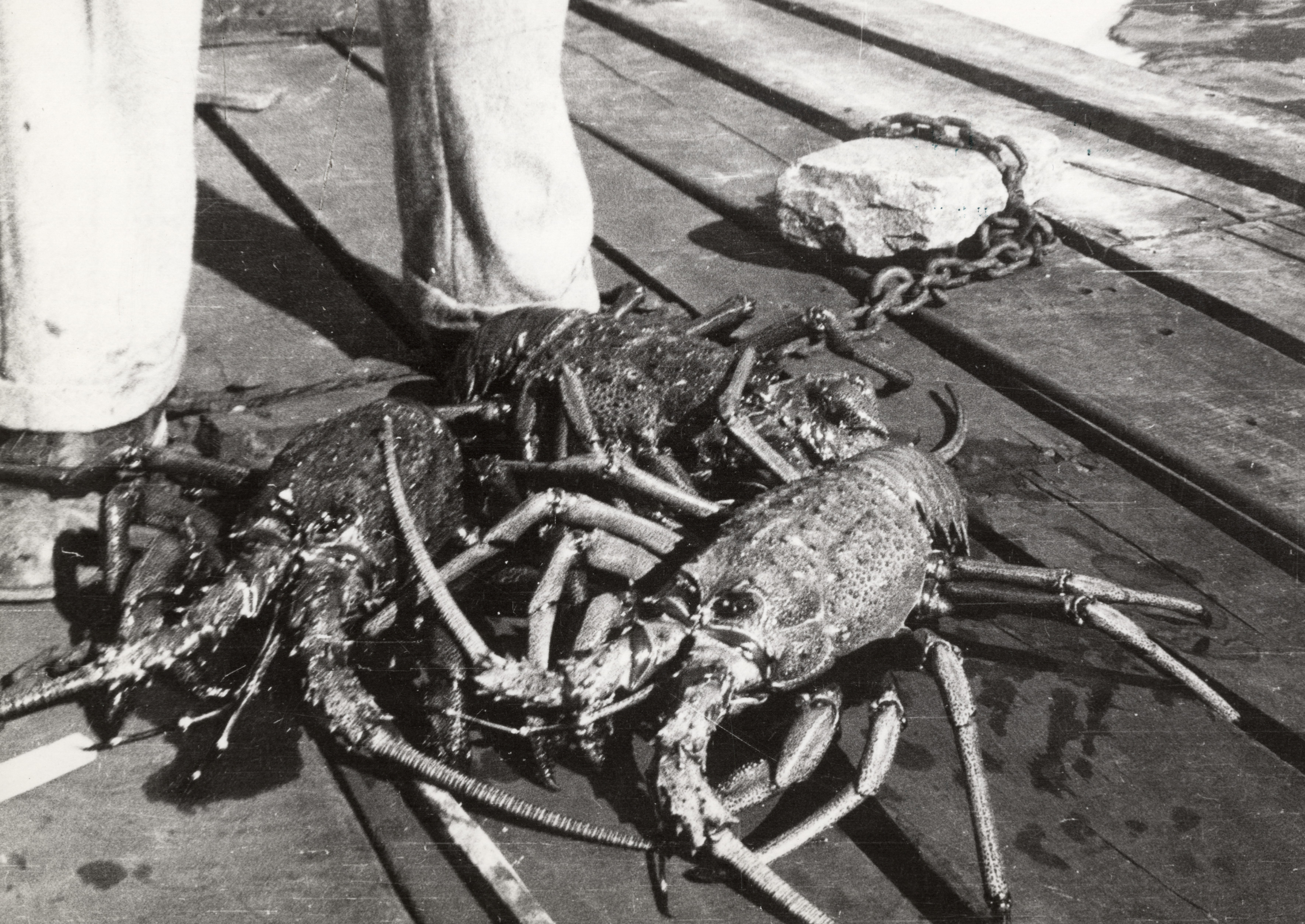 Langosta de Juan Fernández, 1938