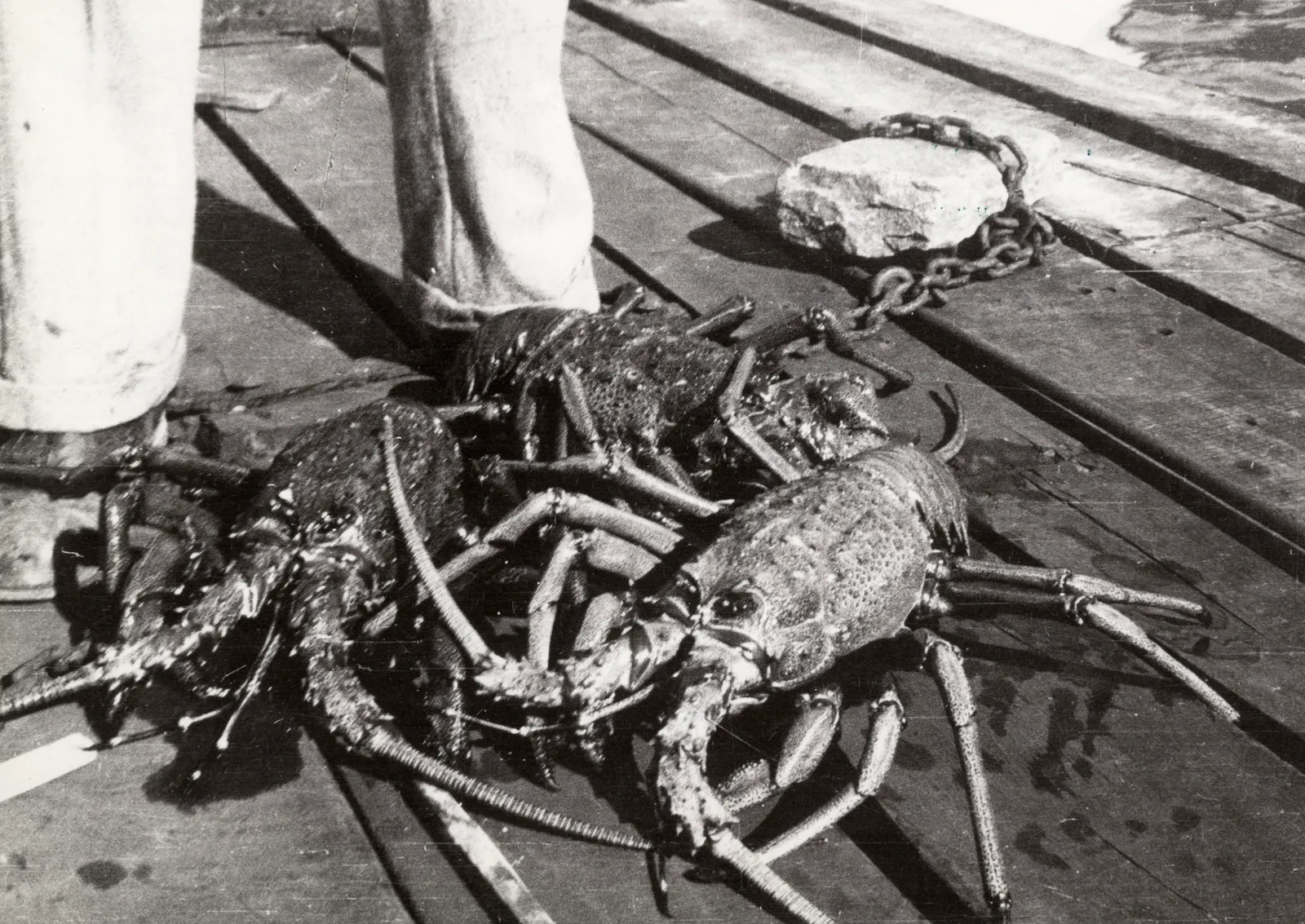 Langosta de Juan Fernández, 1938