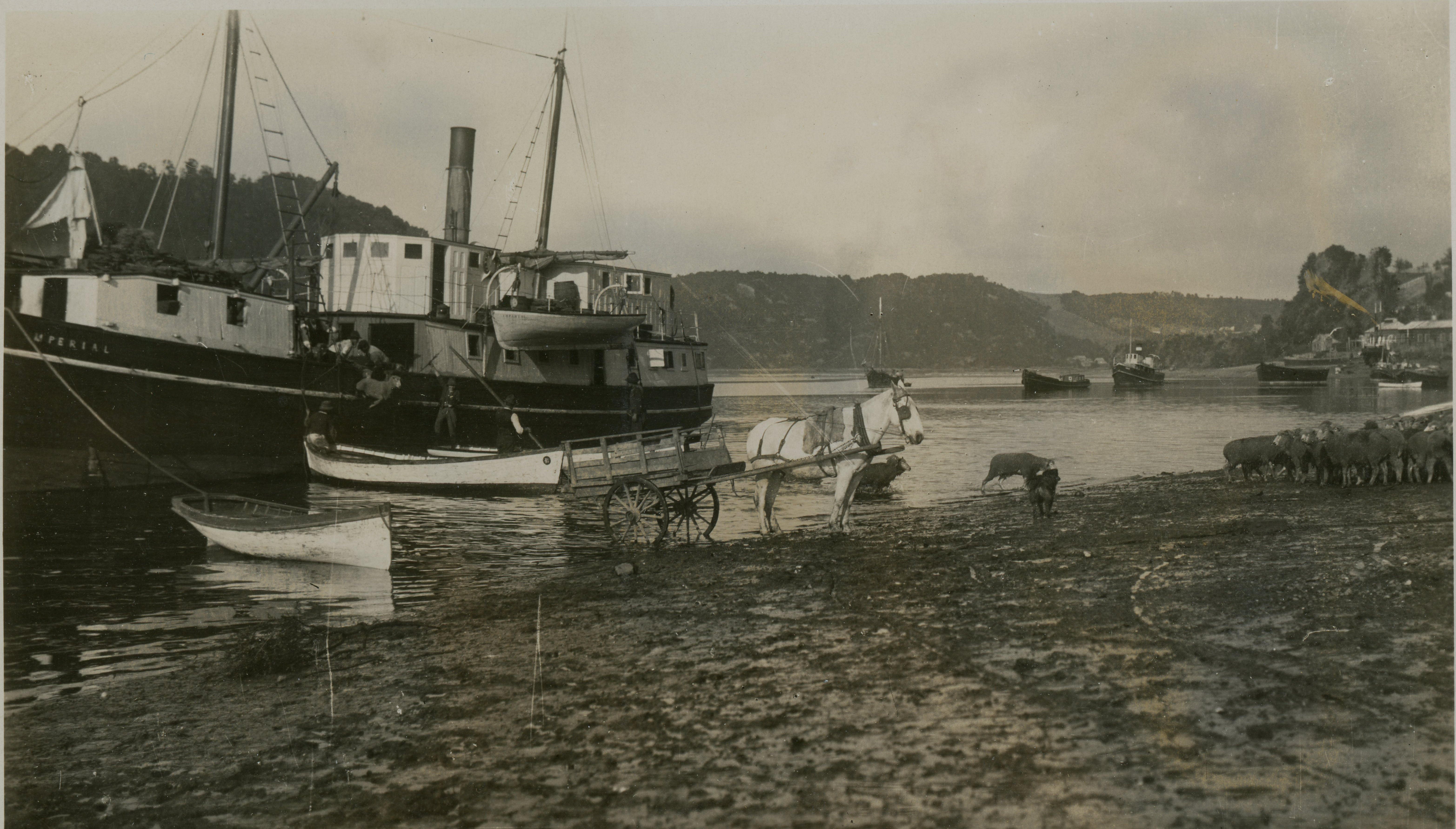 Descarga de ganado en Angelmó, ca. 1928