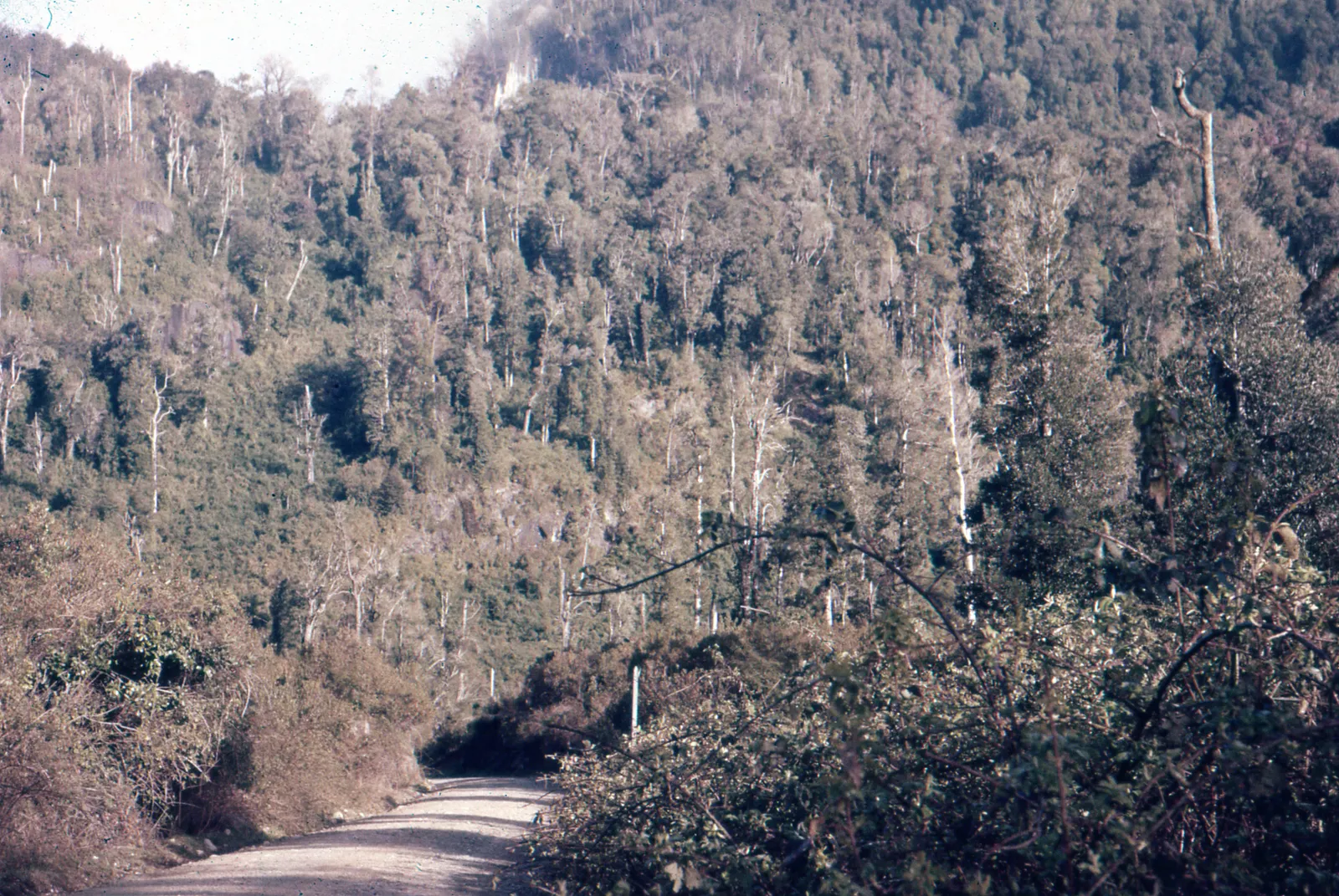 Bosque en el Sur de Chile, ca. 1960.
