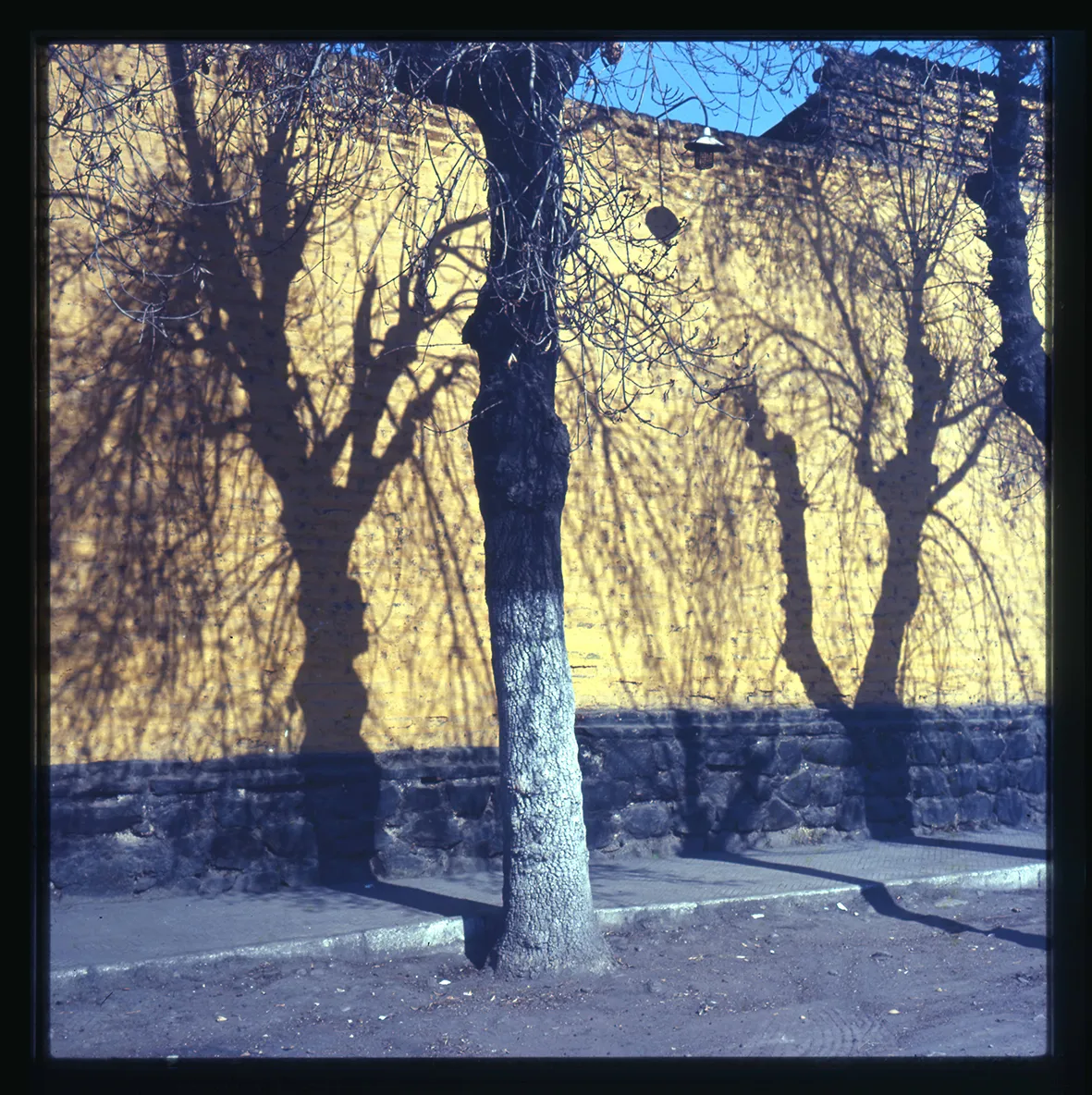 Árboles y muralla amarilla en Matucana, Santiago, Región Metropolitana, Chile, 1950 - 1965