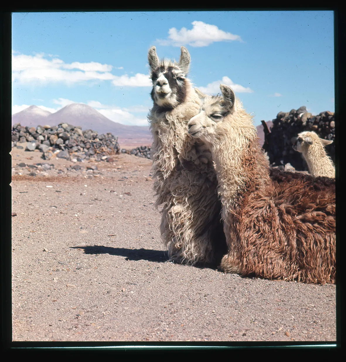 Llamas, Norte Grande de Chile, Chile, 1950 - 1965